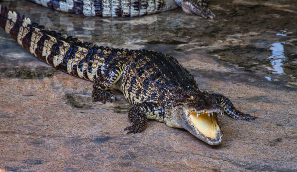 istock An Alligator with Mouth Wide Open 1309156629