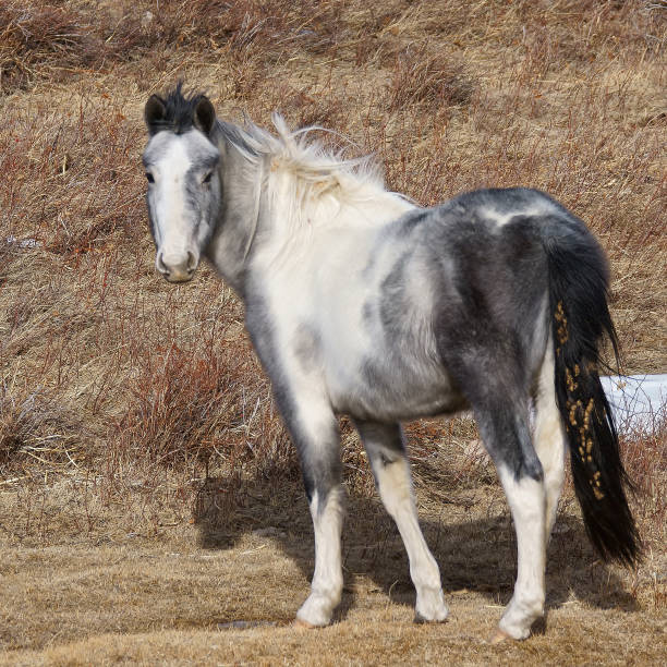 istock Gray Paint Horse in a Parched Pasture #2 1309158413