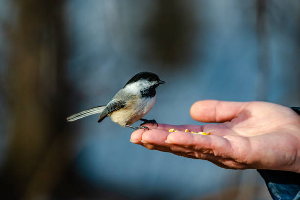 istock Willow tit in the city park 1309160749