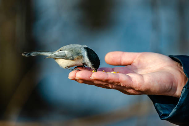 istock Willow tit in the city park 1309160774