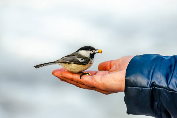 istock Willow tit in the city park 1309160795