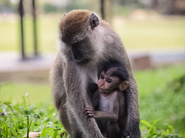 istock Mother monkey breastfeeding her baby 1309162510