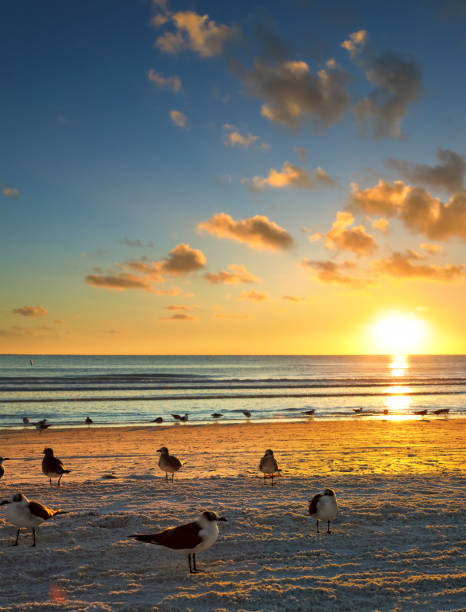istock Silhouetted group of seagulls on sandy beach over colorful sunset 1309163403