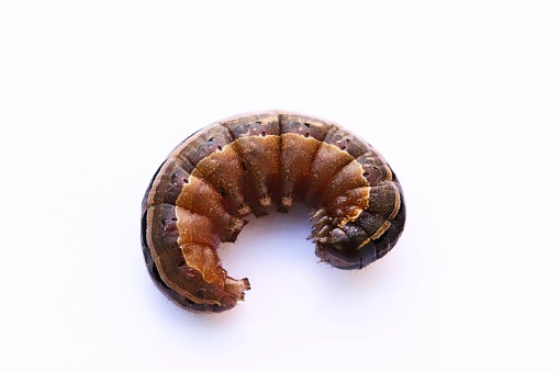 A close up shot of an armyworm larva on white background, Queensland, Australia.