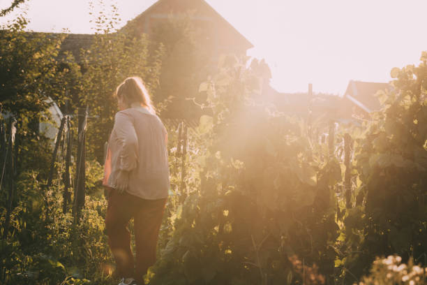 istock Organic Production: Unrecognizable Plus Size Woman Picking Fruit in the Garden (Haze Effect) 1309166020