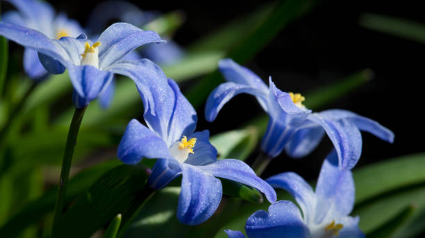 눈의 치오노독사 루실리아의 영광 - chionodoxa 뉴스 사진 이미지