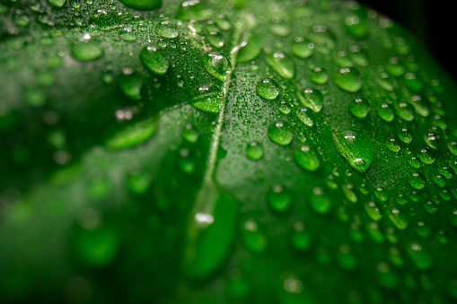 Close up photo of water drops on a green leaf