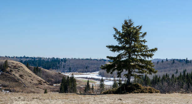 istock An evergreen coniferous tree on the hill early spring 1309167328