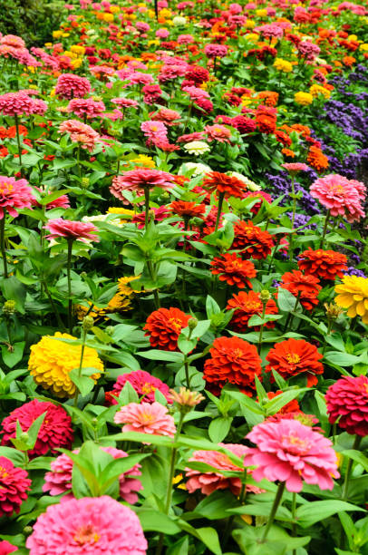 istock Mixed Colorful Chrysanthemum Flowers 1309167330