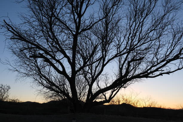 istock Southern AZ sunsets with various trees silhouetted 1309167581