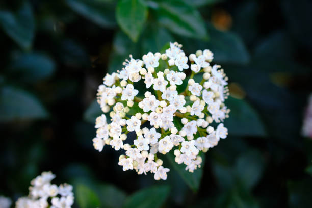 istock Close-up of Wayfaring tree flowers (Viburnum lantana) 1309167661
