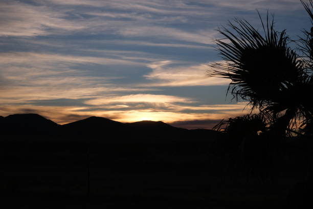 Southern AZ sunsets with various trees silhouetted Various Southern AZ golden sunsets in Tombstone, Sonoita and Tucson AZ.
Several types of trees silhouetted against colorful orange, blue, gold purple and pink sunset skies including palms. dragoon mountains photos stock pictures, royalty-free photos & images