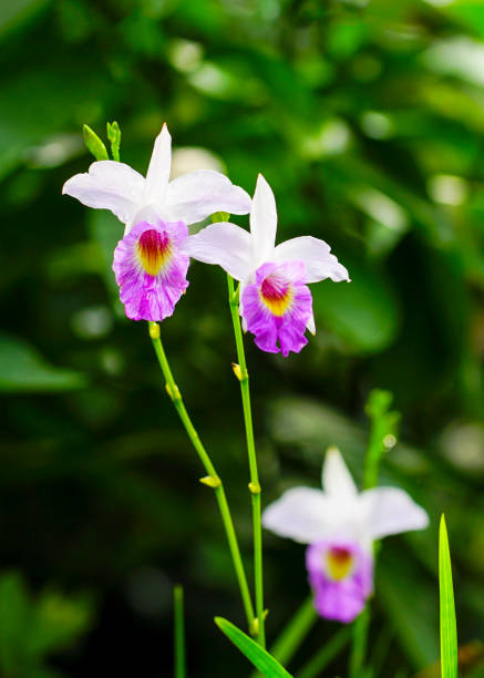 White purple orchids in the garden. Nature background concept. Vertical format.