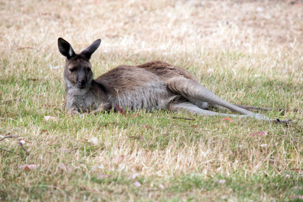 istock the western grey kangaroo is resting on the grass 1309168024