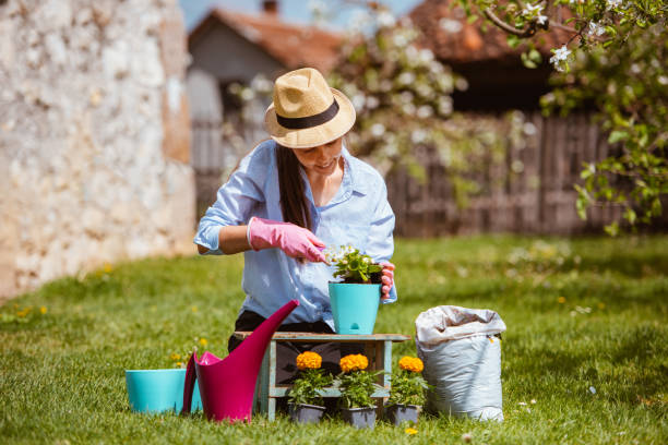 istock Young woman replanting plants 1309168066