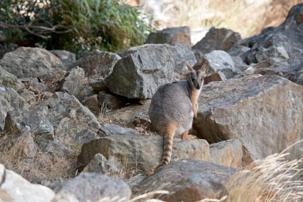 istock the yellow footed rock wallaby is looking over his shoulder 1309169998