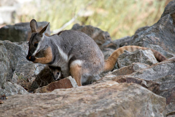 istock the yellow footed rock wallaby has a joey in her pouch 1309172193
