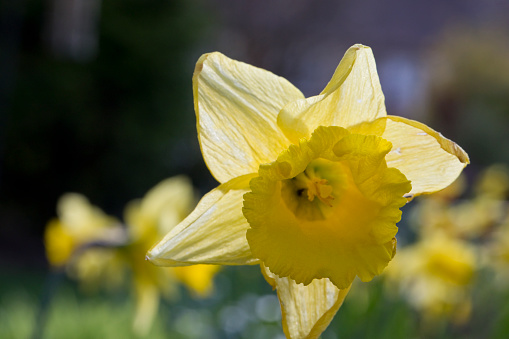 Daffodil against a dark green background, England, United Kingdom