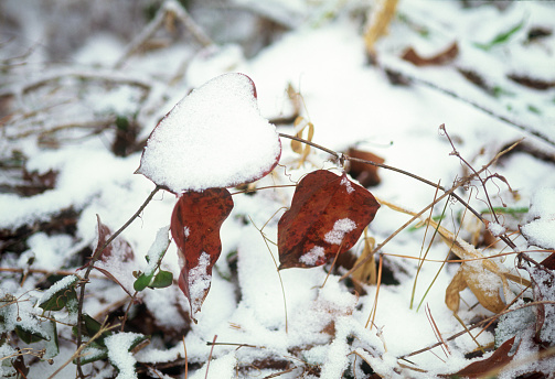 Close-up view of a snowy leaves on a tree twig in winter