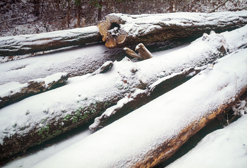 A fallen tree trunk covered in a layer of snow