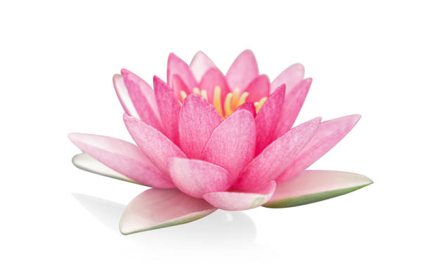 gros plan sur une plante de fleur de lotus rose isolée sur fond blanc - water lily pink yellow photos et images de collection