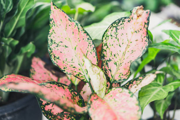 istock Fresh red arrowhead vine plant (Syngonium podophyllum) in black pot 1309195017