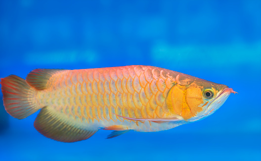 Arowana in aquarium, a favorite fish with long body, beautiful dragon shape colorful for decoration in the aquarium in rich family