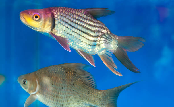 istock Beautiful fish swimming in fish tank 1309195673