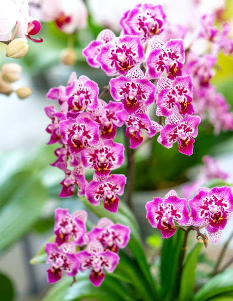 istock Phalaenopsis orchids flowers bloom in spring lunar new year 2021 1309196692
