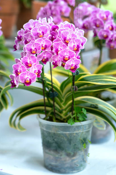 istock Phalaenopsis orchids bloom in spring lunar new year 2021 1309196723