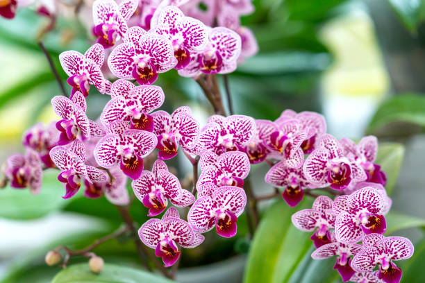 istock Phalaenopsis orchids flowers bloom in spring lunar new year 2021 1309196744