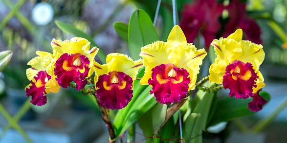 Cattleya Labiata flowers bloom in the spring sunshine, a rare forest orchid decorated in tropical gardens 2021