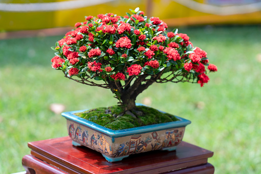 Ixora or jungle flame blooms in bonsai tree spring morning lunar new year 2021 really attractive to see