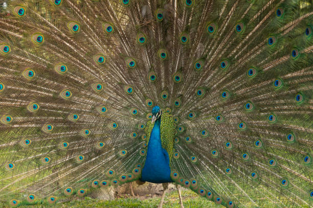 istock Elegant Peacock Colors 1309197909