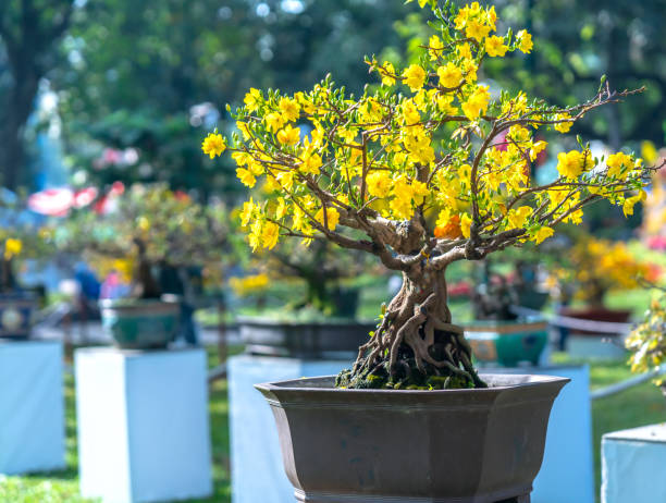 Apricot bonsai tree blooming with yellow flowering branches curving create unique beauty. This is a special wrong tree symbolizes luck, prosperity in spring Vietnam Lunar New Year 2021