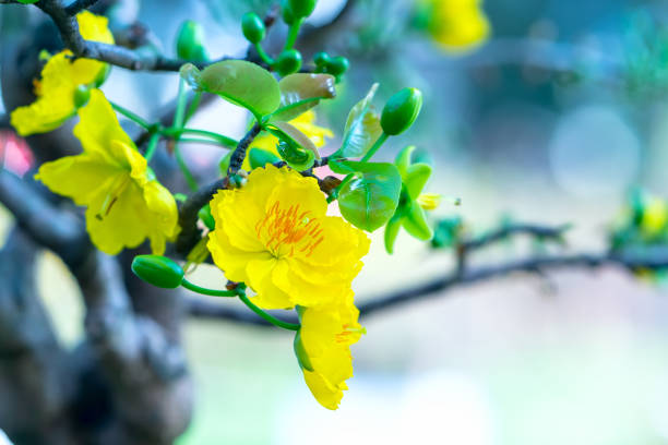 Yellow apricot flowers blooming branches fragrant petals signaling spring has come, this is the symbolic flower for good luck in 2021