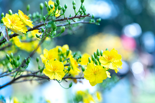 Yellow apricot flowers blooming branches fragrant petals signaling spring has come, this is the symbolic flower for good luck in 2021