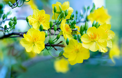 closeup of an isolated flowering forsythia in springtime sunshine, beautiful floral early spring background banner concept with copy space and defocused lights in saturated yellow color
