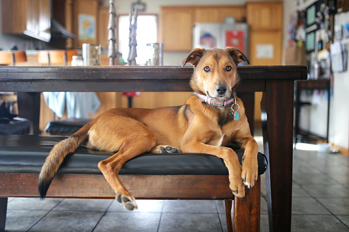 A beautiful and dignified miix breed rescue dog is laying on a bench at home near the kitch table.