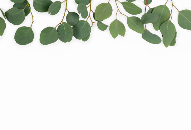 istock eucalyptus branches isolated on white background. Flat lay, top view. copy space. 1309199770