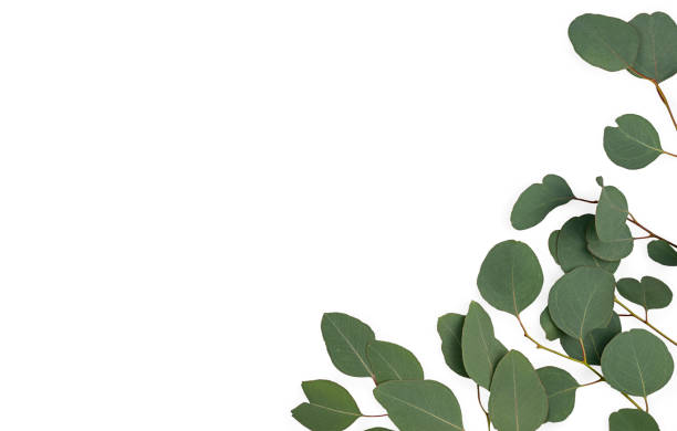 istock eucalyptus branches isolated on white background. Flat lay, top view. copy space. 1309199778