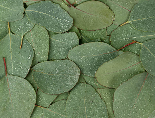 istock Background Texture made of green eucalyptus leaves with raindrop, dew. Flat lay, top view 1309199780