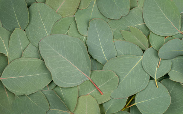 istock Background Texture made of green eucalyptus leaves, dew. Flat lay, top view 1309199794