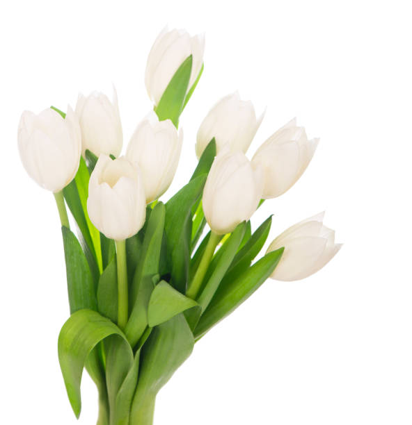 istock white tulips isolated on the white background 1309200361