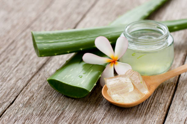 istock Aloevera gel with cactus green leaf 1309200759