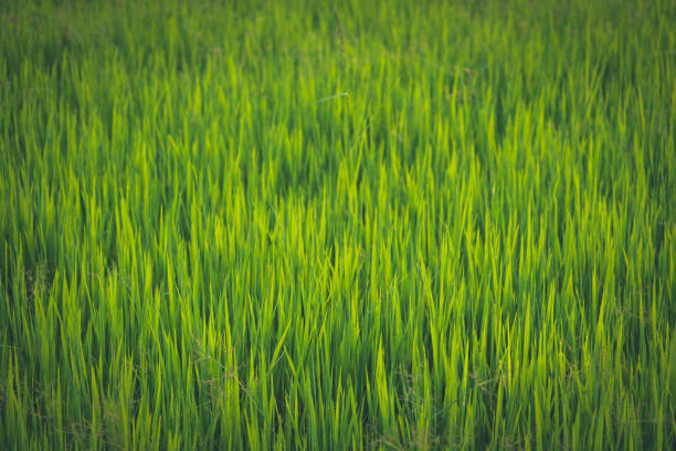 green organic rice field on sunset background