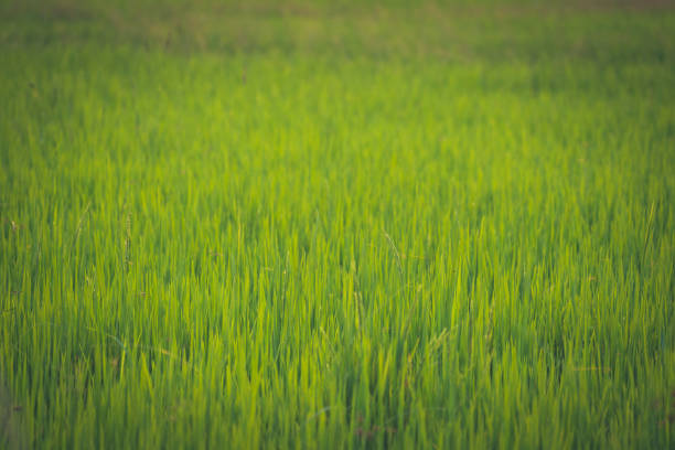green organic rice field on sunset background