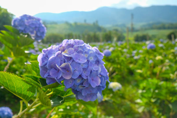 istock travel photography taking photos in hydrangea garden. 1309205018