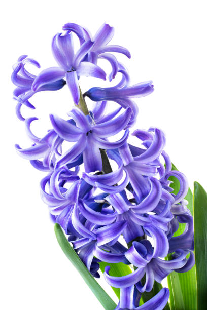 istock Flower hyacinth violet color close-up 1309205083