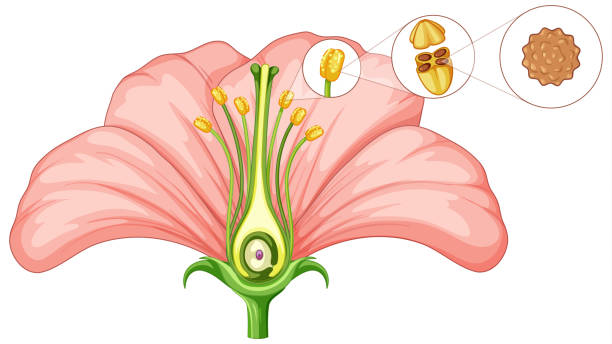 diagram przedstawiający części kwiatów - flower anatomy stock illustrations